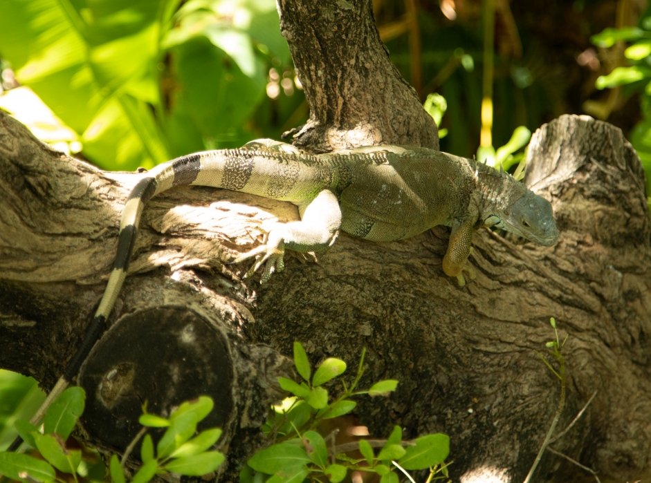 Treetop Trekking Miami, Jungle Island, Lizard