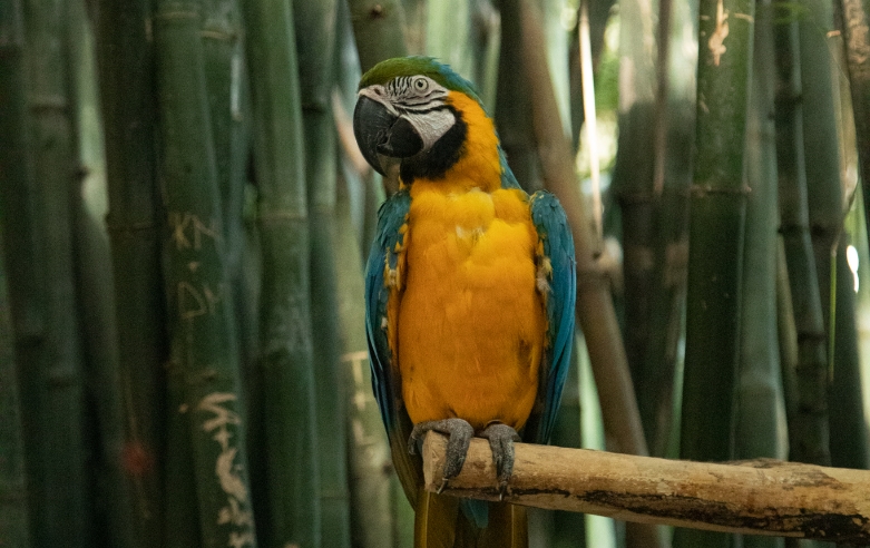 Treetop Trekking Miami, Jungle Island, Parrot
